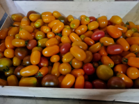 Tomate cerise en mélange