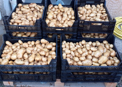 Pommes de terre bio monalisa
