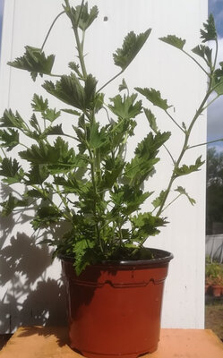 Geranium citronnelle (pot plastique de 17 cm)