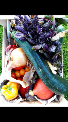 Panier de légumes frais de saison 20