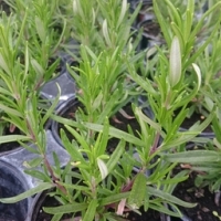 Plant de romarin pot 10.5 cm