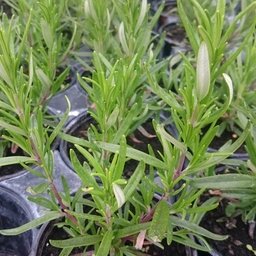 Plant de romarin en godet