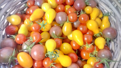 Tomates apéro mix