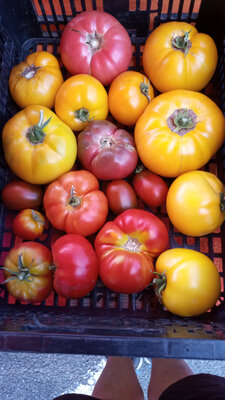 Lot 10 kg tomates anciennes en mélange