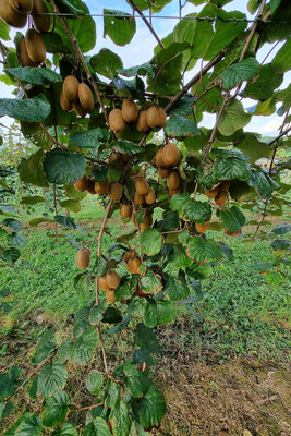 Kiwi vert sachet 1 kg variété hayward