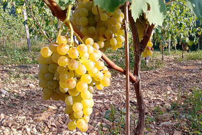 Raisin exalta (sans pépins)