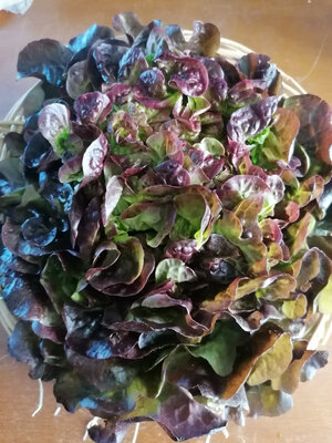 Salade feuille de chêne rouge x 12