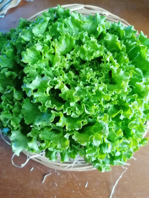 Salade batavia x 12