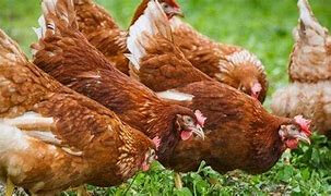 Poules pondeuse bio de réforme