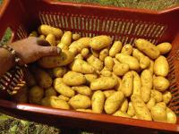 Pomme de terre charlotte (chair ferme)