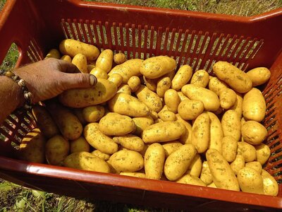 Pomme de terre charlotte (chair ferme)
