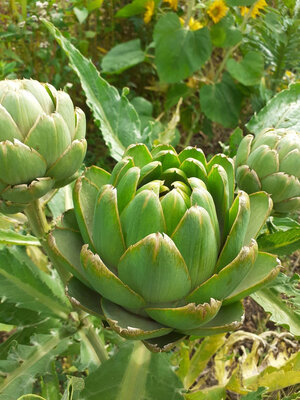 Artichaut bio (a cuire)