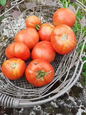 Tomates bio