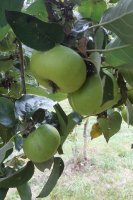 Pomme verte fruité et acidulée
