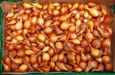Oignons jaune