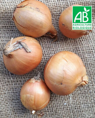 Oignons jaunes bio