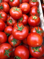 Tomates rondes gloriettes