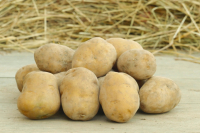 Pommes de terre toutes recettes 3kg