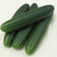 Concombre court passandra