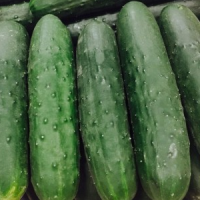 Concombre court akito