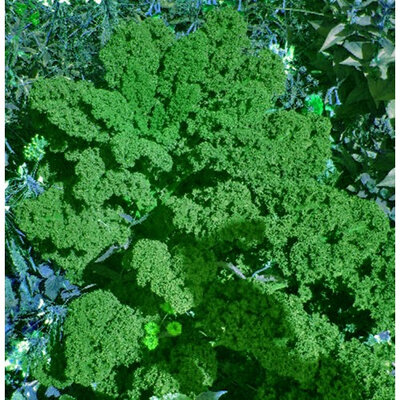Chou kale vert