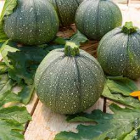 Courgette 'ronde de nice'