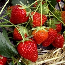 Fraises de plein champ
