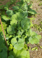 Chou branchu du poitou