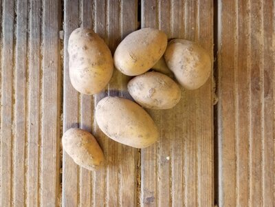 Pomme de terre - allians
