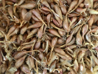 Echalotes nouvelles demi sec