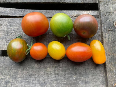 Tomates appéritifs mélimélo (chalette)