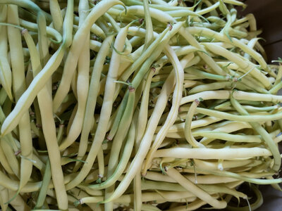 Haricots beurre