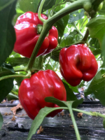 Poivron carré en mélange de couleurs