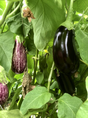 Aubergine violette