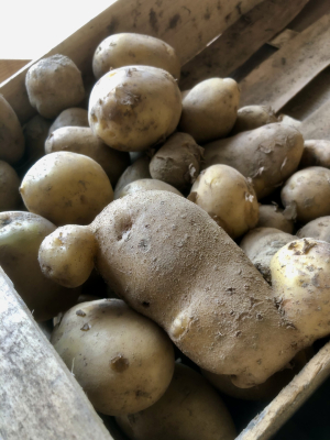 Pomme de terre sirtema