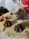 Truffes au chocolat - image 2