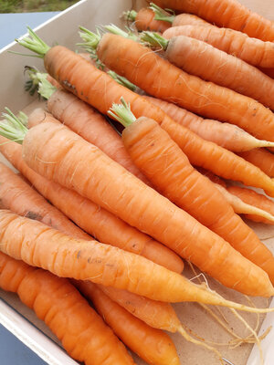 Colis de carottes bio et locales !!!