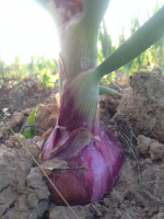 Oignon rouge de toulouges