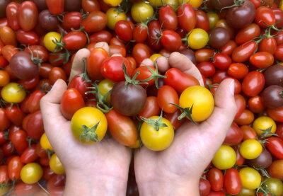 Tomates cerise