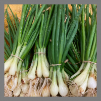 Oignons nouveaux botte