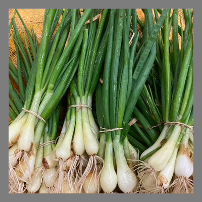 Oignons nouveaux botte