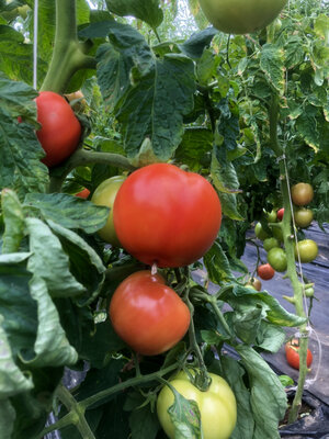 Tomate ronde paola