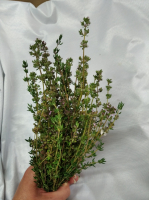 Bouquet thym frais bio