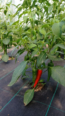 Piment de cayenne bio