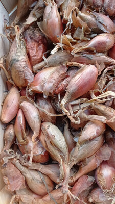 150gr d'échalottes bio