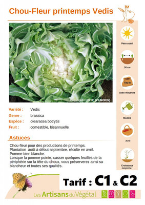 Chou fleur de printemps vedis