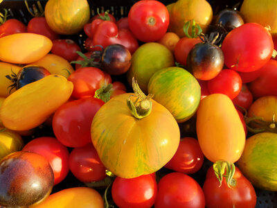 Tomates anciennes