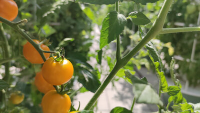 Tomates cerises