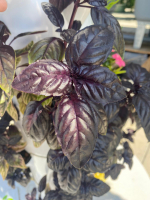 Basilic pourpre