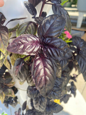 Basilic pourpre